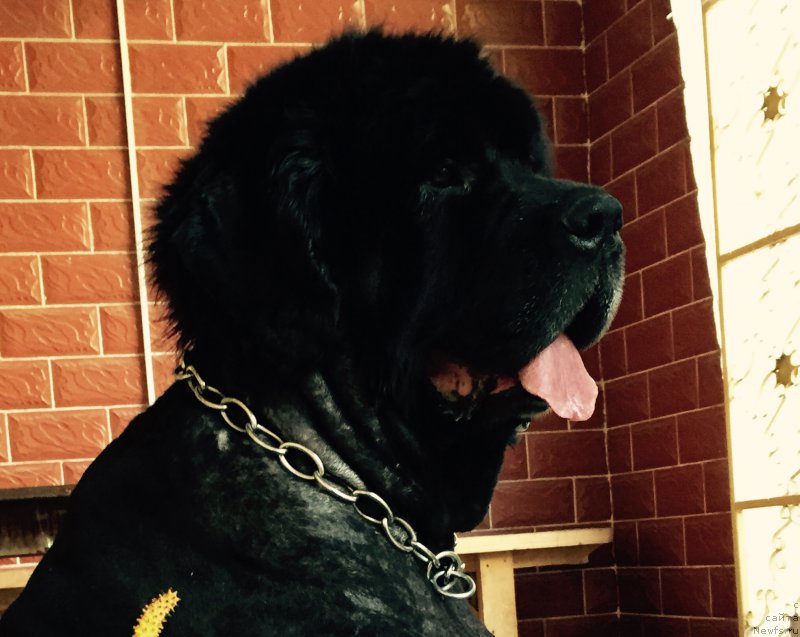 Фотография № 184782