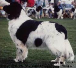 Фото: ньюфаундленд Cayuga I'm Juliet of Bonaventura