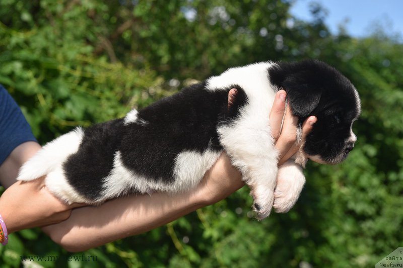 Фотография № 184818