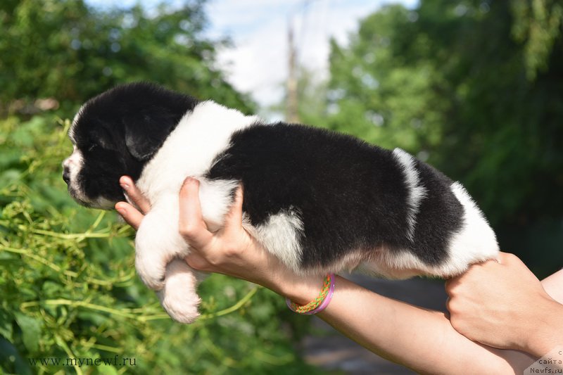 Фотография № 184819