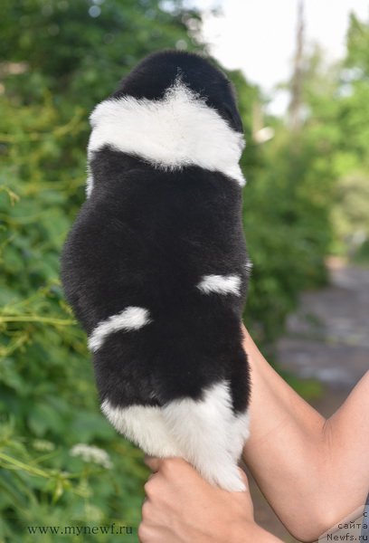 Фотография № 184820