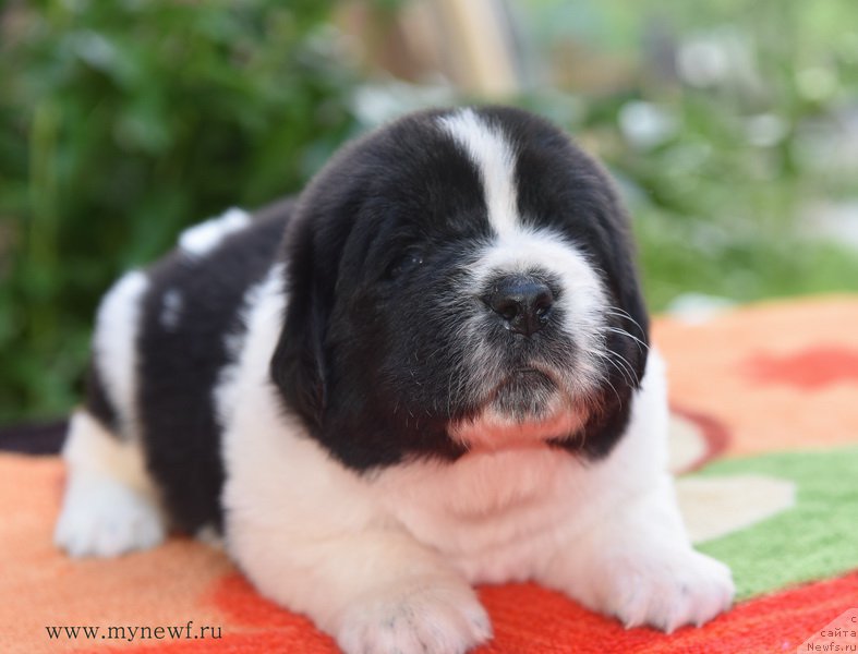 Фотография № 184822