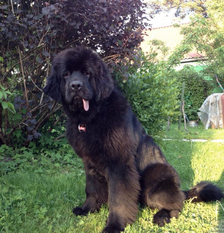 Фотография № 184825