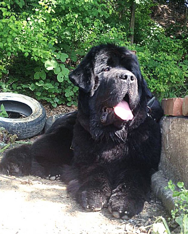 Фотография № 184829