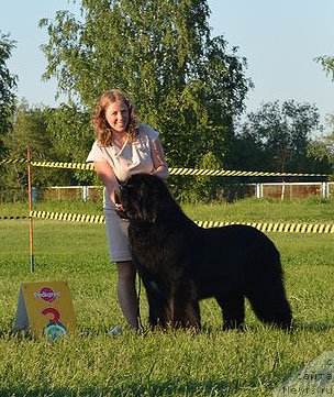 Фото: ньюфаундленд Ратибор из Племени Кедра (Ratibor iz Plemeni Kedra)