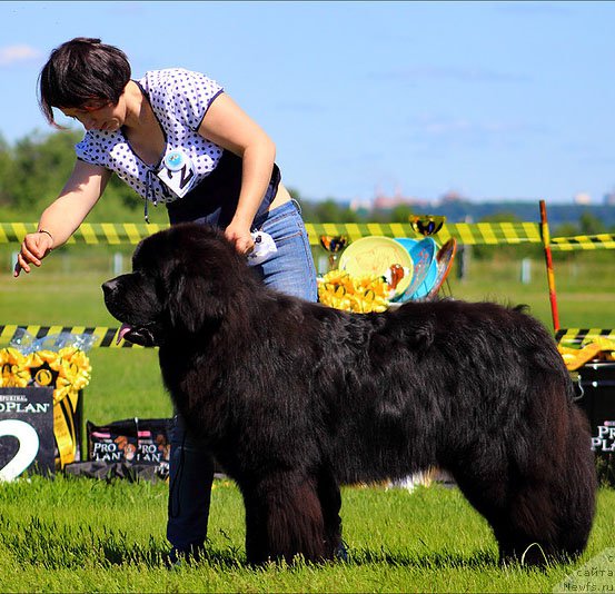 Фотография № 184847