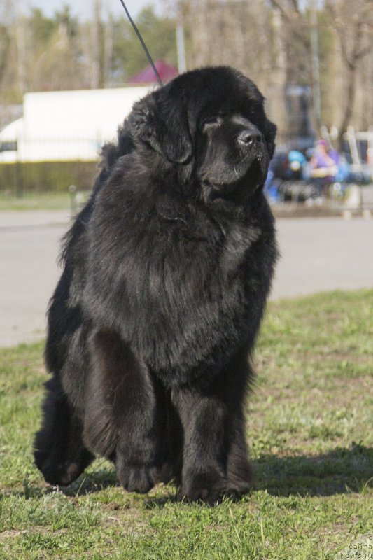 Фото: ньюфаундленд Сент Джонс Лавин Стэар (Sent Djons Loving Stare)