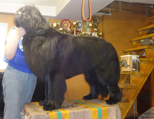 Фото: ньюфаундленд Вин Дизель для Ньюфорт