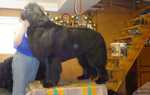 Фото: ньюфаундленд Вин Дизель для Ньюфорт