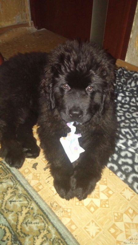 Фото: ньюфаундленд Ньюфорт Дивная Диана