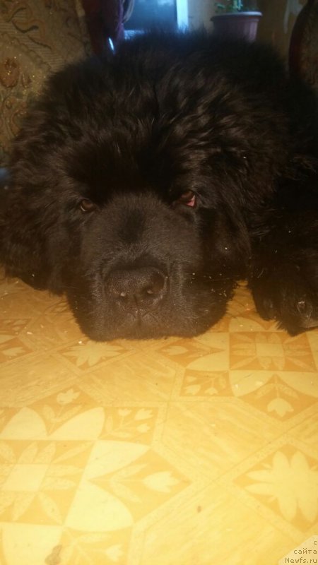 Фото: ньюфаундленд Ньюфорт Дивная Диана