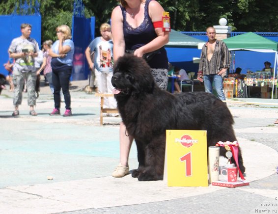Фото: ньюфаундленд Маркиз Максимельен Де Марк (Markiz Maximilien de Mark)