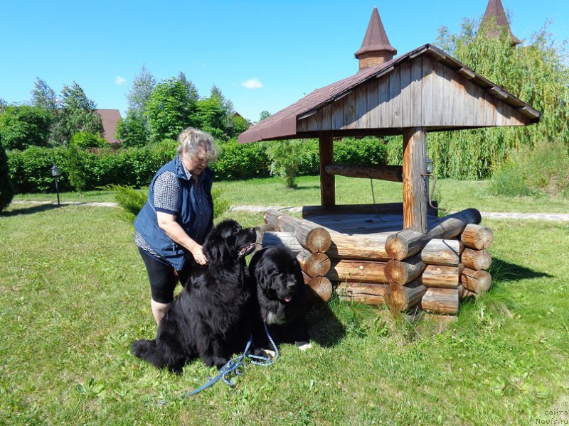 Фото: ньюфаундленд Promise To Love Midnight Bear, ньюфаундленд Ньюфорт Царица Ночи