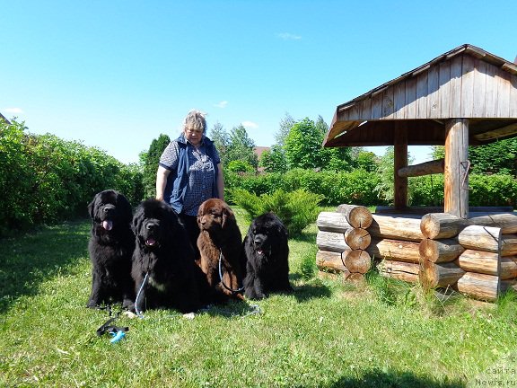 Фото: ньюфаундленд Дар Свезы Стэндс Ту Реасон (Dar Svezy Stands to Reason), ньюфаундленд Ньюфорт Царица Ночи, ньюфаундленд Promise To Love Midnight Bear, ньюфаундленд Ньюфорт Юника, Ирина Панюшкина