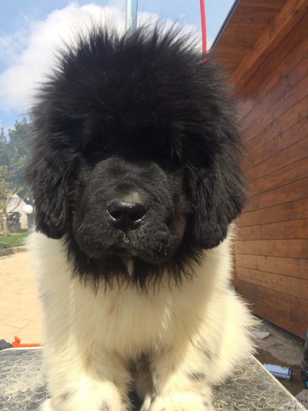 Фотография № 184876