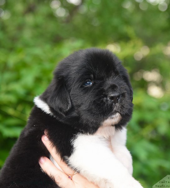 Фотография № 184880