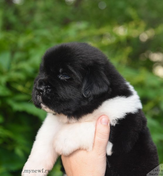 Фотография № 184881