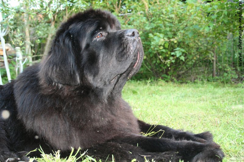 Фото: ньюфаундленд Черная Мафия Муст Хаве (Chernaya Mafia Must Have)
