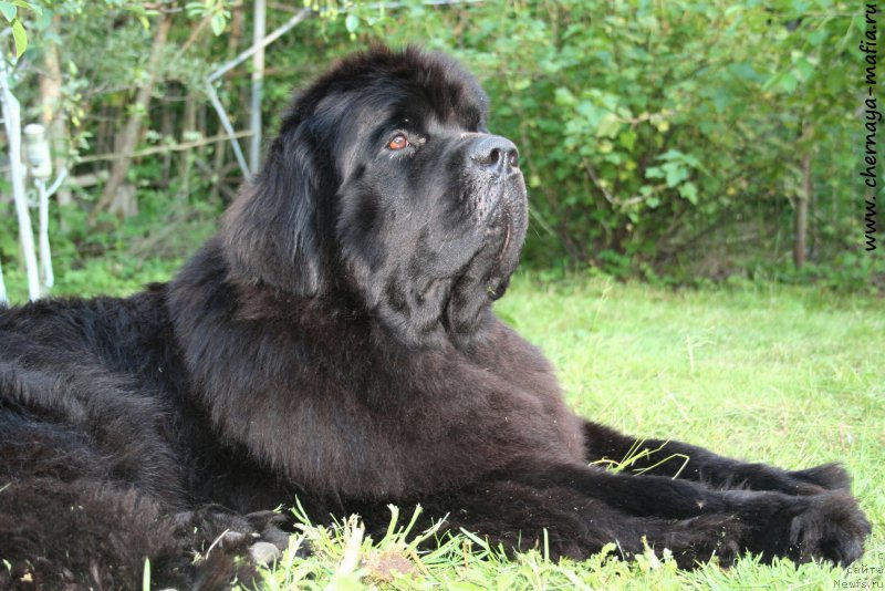 Фото: ньюфаундленд Черная Мафия Муст Хаве (Chernaya Mafia Must Have)