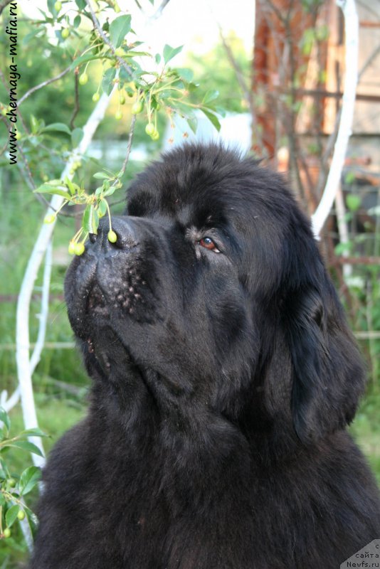 Фото: ньюфаундленд Черная Мафия Муст Хаве (Chernaya Mafia Must Have)