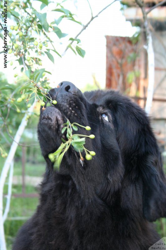 Фото: ньюфаундленд Черная Мафия Муст Хаве (Chernaya Mafia Must Have)