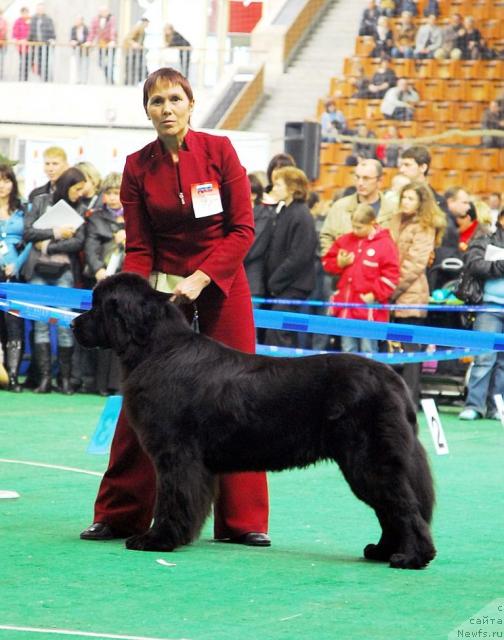 Фото: ньюфаундленд Блэк Диамонд Агидель от Потапа Полетта (Black Diamond Agidel ot Potapa Poletta)