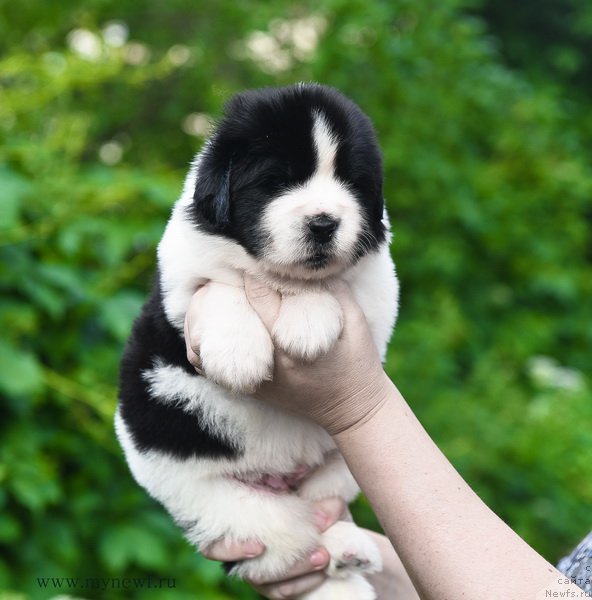 Фотография № 184900