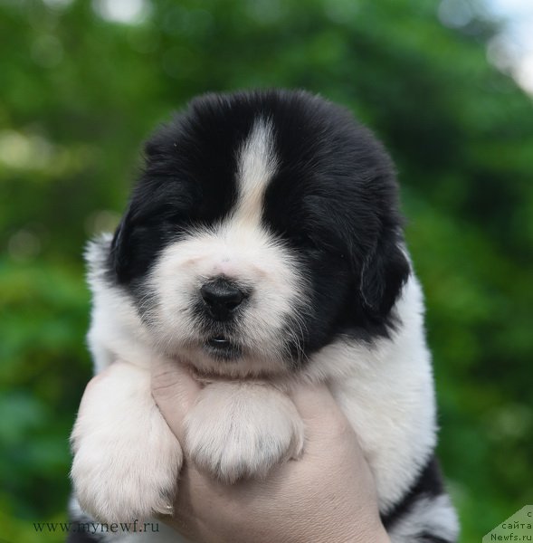 Фотография № 184901