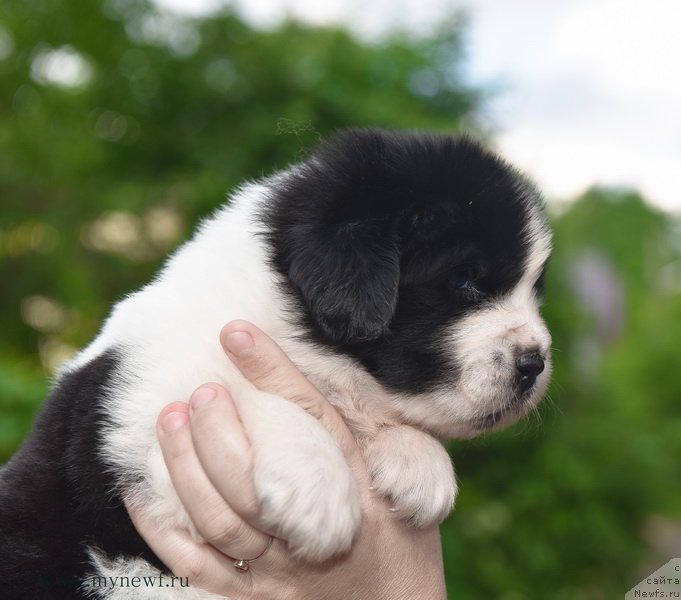 Фотография № 184902