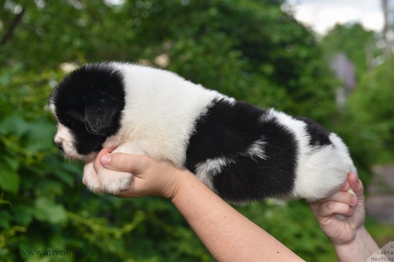 Фотография № 184904