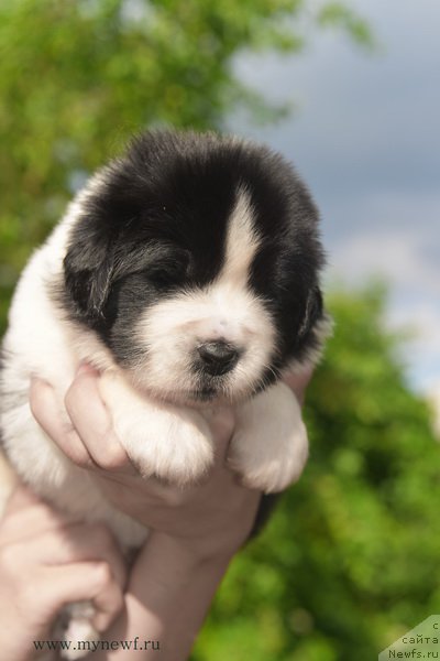 Фотография № 184907