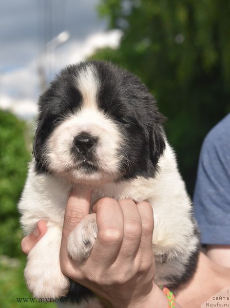 Фотография № 184908