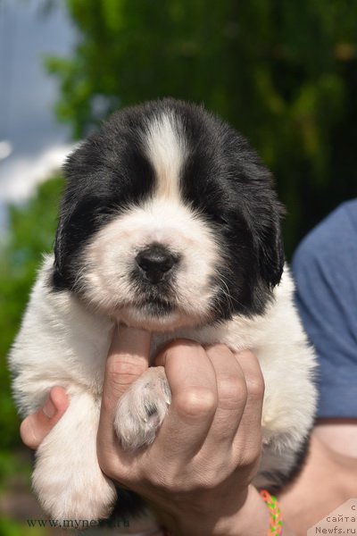 Фотография № 184909