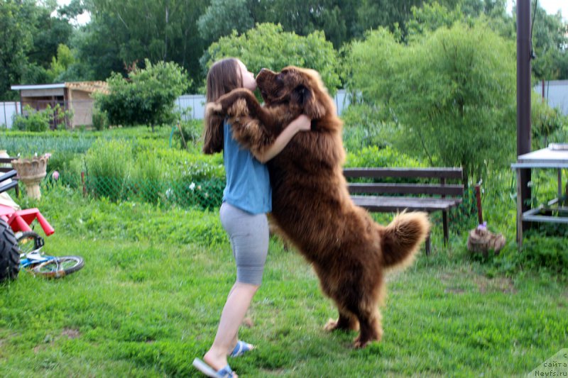 Фото: ньюфаундленд Чармер Денкам Бронз (Charmer Denkam Bronze), Мария Шмелева