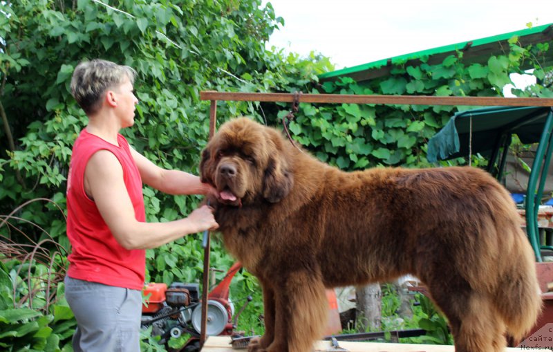 Фото: ньюфаундленд Чарли Де Бест Хелфи Пэл (Charli The Best Helfi Pel), Екатерина Кузнецова
