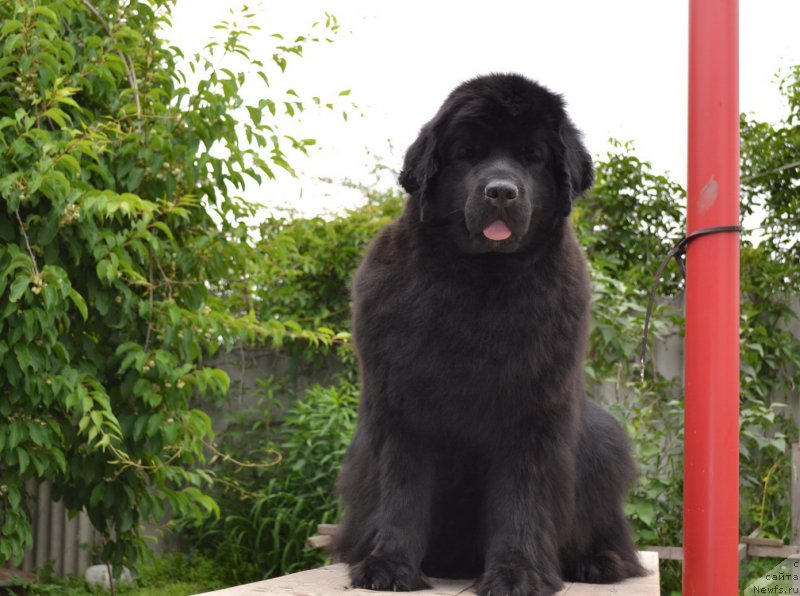 Фото: ньюфаундленд Талисман Моря Магия Волн