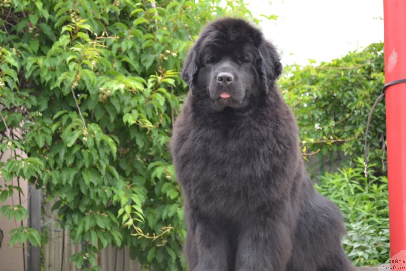 Фото: ньюфаундленд Талисман Моря Магия Волн