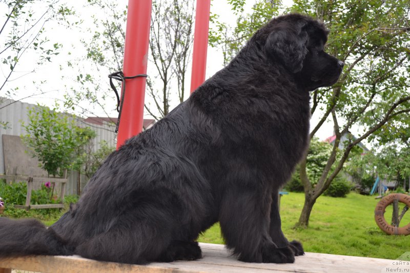 Фото: ньюфаундленд Талисман Моря Магия Волн