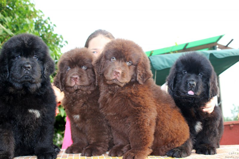 Фото: ньюфаундленд Браунблад МСК Жамал Амира, ньюфаундленд Браунблад МСК Жани Ошер (Brownblood MSK Zhani Osher), ньюфаундленд Браунблад МСК Жанара Хайя (Brownblood MSK Zhanara Haya), ньюфаундленд Браунблад МСК Жансая Шули (Brownblood MSK Zhansaya Shuli)