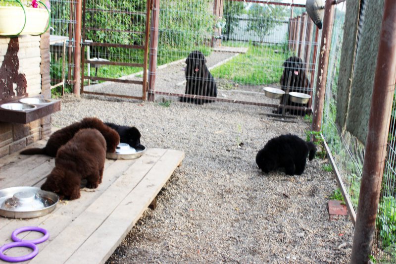 Фото: ньюфаундленд Браунблад МСК Жани Ошер (Brownblood MSK Zhani Osher), ньюфаундленд Браунблад МСК Жанара Хайя (Brownblood MSK Zhanara Haya), ньюфаундленд Браунблад МСК Жансая Шули (Brownblood MSK Zhansaya Shuli), ньюфаундленд Браунблад МСК Жамал Амира