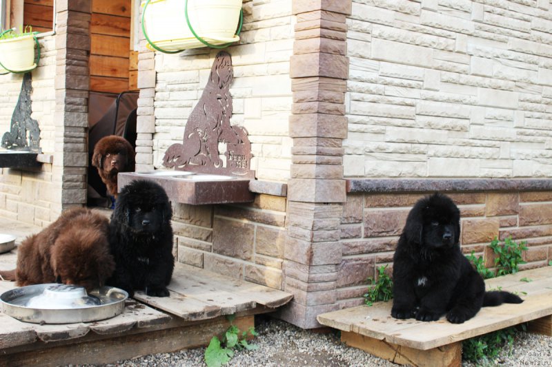 Фото: ньюфаундленд Браунблад МСК Жани Ошер (Brownblood MSK Zhani Osher), ньюфаундленд Браунблад МСК Жанара Хайя (Brownblood MSK Zhanara Haya), ньюфаундленд Браунблад МСК Жансая Шули (Brownblood MSK Zhansaya Shuli), ньюфаундленд Браунблад МСК Жамал Амира