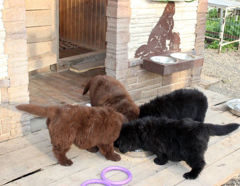 Фото: ньюфаундленд Браунблад МСК Жани Ошер (Brownblood MSK Zhani Osher), ньюфаундленд Браунблад МСК Жанара Хайя (Brownblood MSK Zhanara Haya), ньюфаундленд Браунблад МСК Жансая Шули (Brownblood MSK Zhansaya Shuli), ньюфаундленд Браунблад МСК Жамал Амира