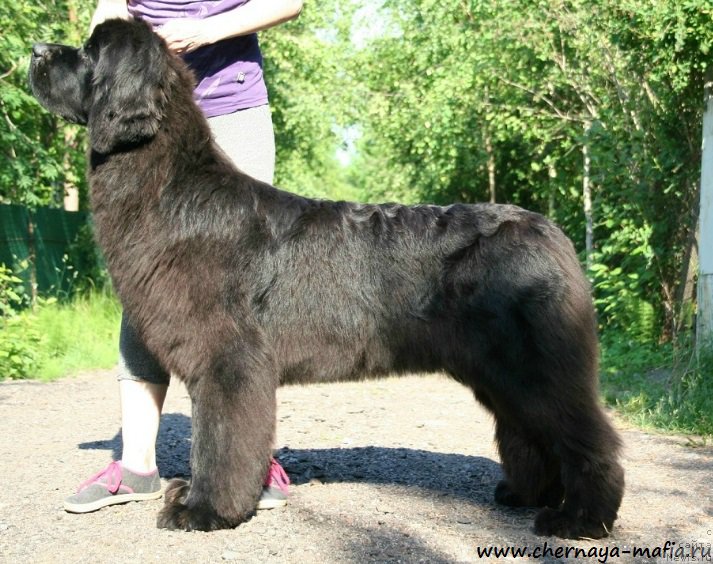 Фото: ньюфаундленд Черная Мафия Магик Тоуч (Chernaya Mafia Magic Touch)