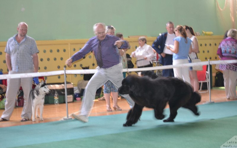 Фото: ньюфаундленд Назар Вятский Медведь (Nazar Vyatskiy Medved)