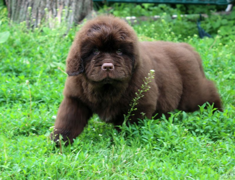 Фотография № 184965