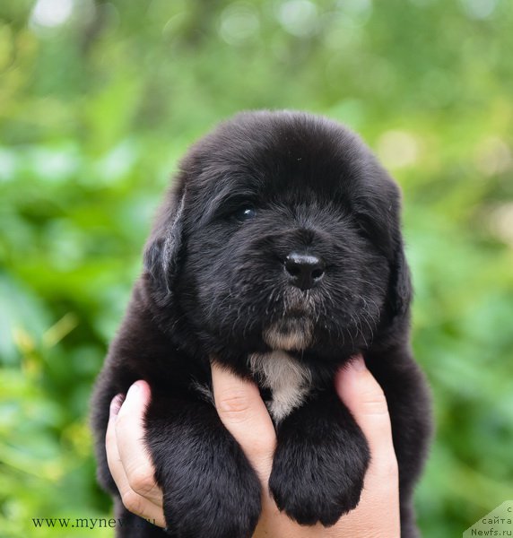 Фотография № 184983