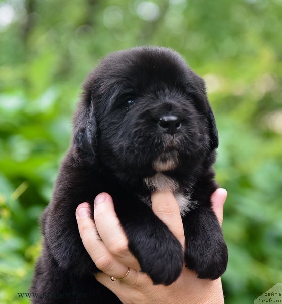 Фотография № 184984