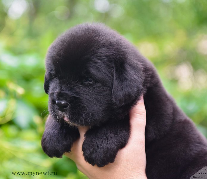 Фотография № 184987