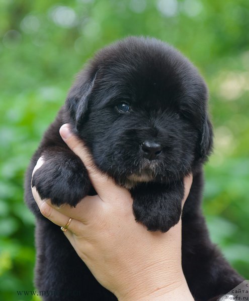 Фотография № 184989