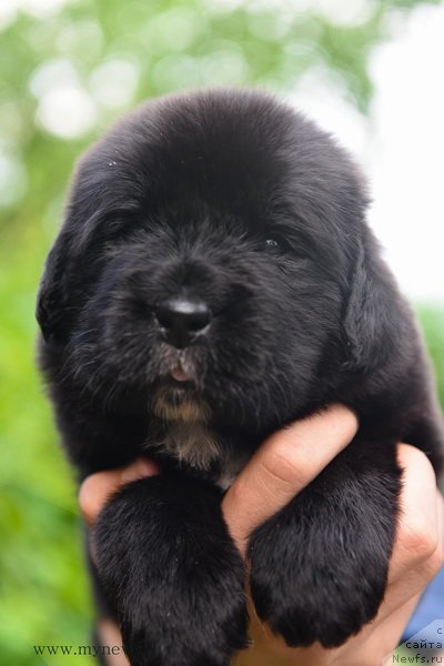 Фотография № 184990